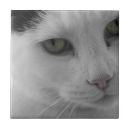 Schwarz-Weiß-Katzen im Gesicht Fliese