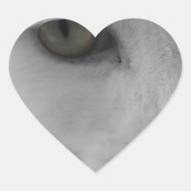 Schwarz-Weiß-Katzen im Gesicht