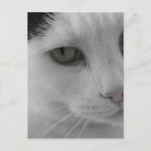 Schwarz-Weiß-Katzen im Gesicht