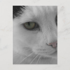 Schwarz-Weiß-Katzen im Gesicht Postkarte