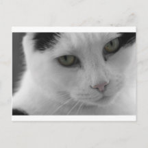 Schwarz-Weiß-Katzen im Gesicht