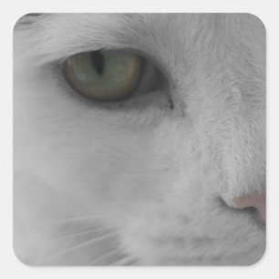 Schwarz-Weiß-Katzen im Gesicht Quadratischer Aufkleber