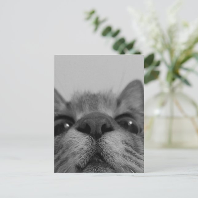Schwarz-Weiß-Katzengesicht Postkarte (Stehend Vorderseite)