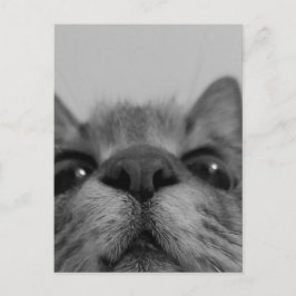 Schwarz-Weiß-Katzengesicht Postkarte