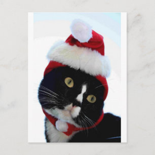 Schwarz-Weiß-Katzenjacke-Weihnachtsmannmütze ohne Feiertagspostkarte
