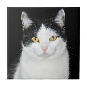 Schwarz-Weiß-Katzenporträt Fliese