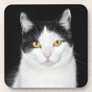 Schwarz-Weiß-Katzenporträt Getränkeuntersetzer