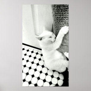 Schwarz-Weiß-Katzenposter Poster