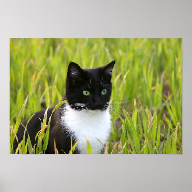 Schwarz-Weiß-Katzenposter Poster (Vorne)