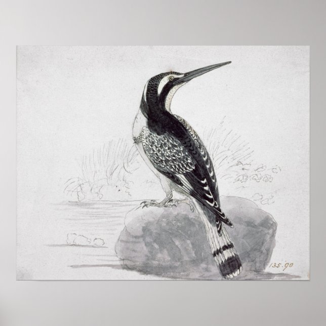 Schwarz-Weiß-Kingfisher Poster (Vorne)