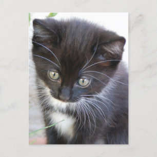 Schwarz-Weiß-Kitten Postkarte