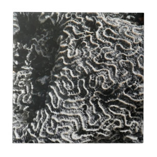 Schwarz-Weiß-Koralle I Abstrakte Naturfotografie Fliese