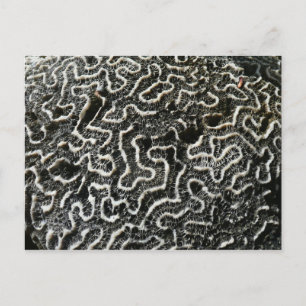 Schwarz-Weiß-Koralle II Abstrakte Naturfotografie Postkarte
