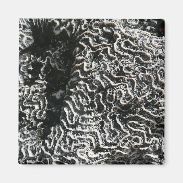Schwarz-Weiß-Korallen I Abstrakt-Natur-Foto Magnet (Vorne)