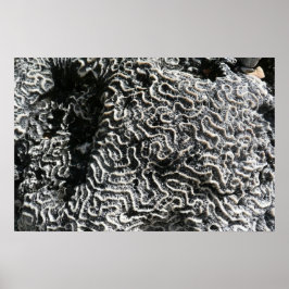 Schwarz-Weiß-Korallen I Abstrakt-Natur-Foto Poster