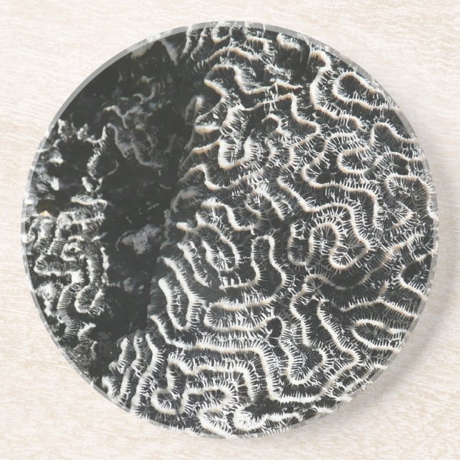 Schwarz-Weiß-Korallen I Abstrakt-Natur-Foto Sandstein Untersetzer (Vorne)