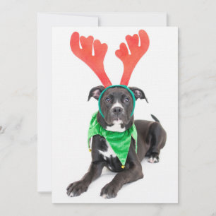 Schwarz-Weiß-Labrador-Retriever/Pit Bull