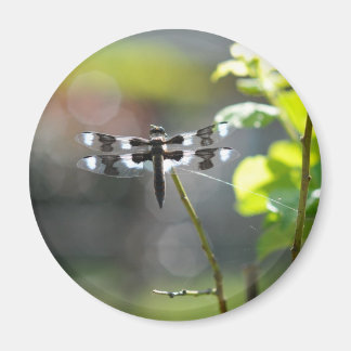 Schwarz-Weiß-Libelle Magnet