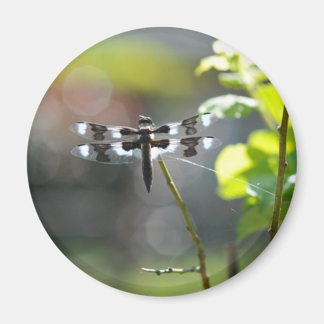 Schwarz-Weiß-Libelle Magnet (Vorne)