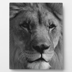 Schwarz-Weiß-Lion Fotoplatte