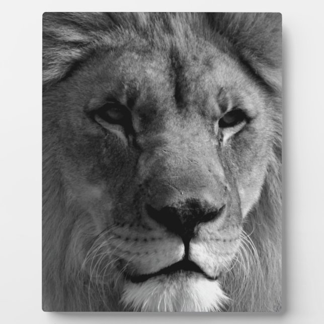 Schwarz-Weiß-Lion Fotoplatte (Vorderseite)