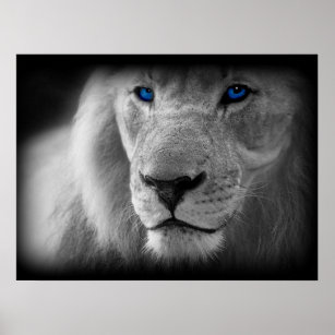 Schwarz-Weiß-Lion mit blauen Augen Poster