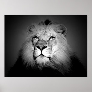 Schwarz-Weiß-Lion-Poster drucken Poster