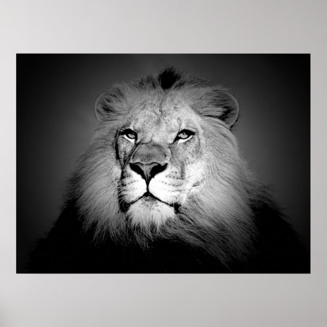 Schwarz-Weiß-Lion-Poster drucken Poster (Vorne)