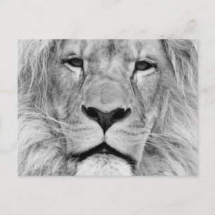 Schwarz-Weiß-Lion Postkarte