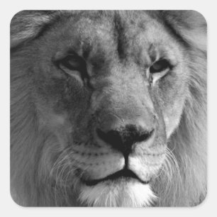 Schwarz-Weiß-Lion Quadratischer Aufkleber