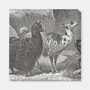 Schwarz-Weiß-Llama Alpaca Andes Magnet