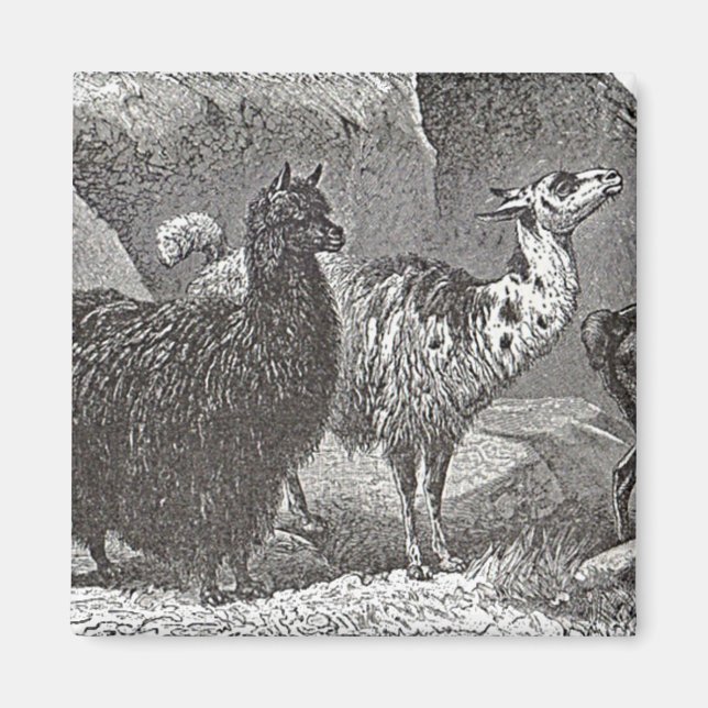 Schwarz-Weiß-Llama Alpaca Andes Magnet (Vorne)