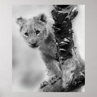Schwarz-Weiß-Löwe