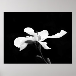Schwarz & Weiß Magnolia Bloom Poster
