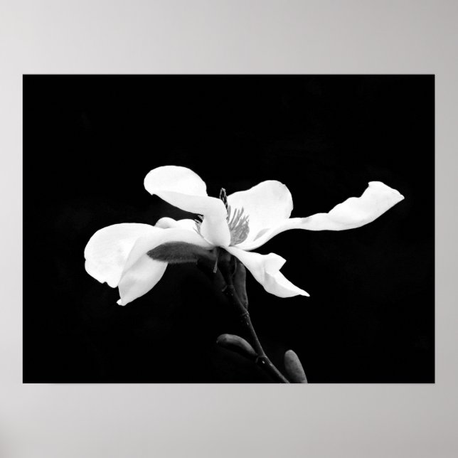 Schwarz & Weiß Magnolia Bloom Poster (Vorne)