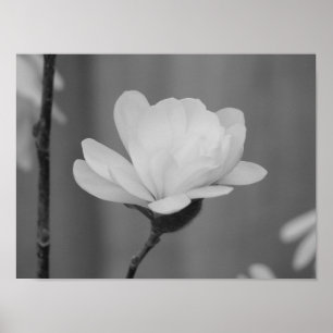 Schwarz-Weiß-Magnolia Centennial Bloom Poster