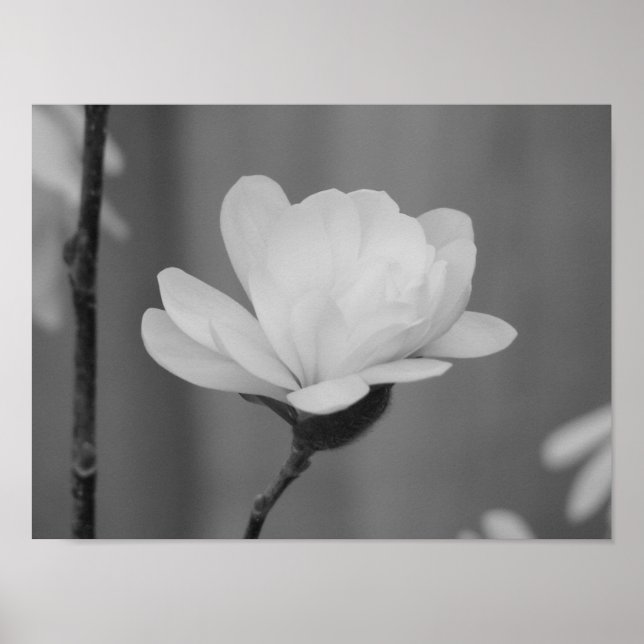 Schwarz-Weiß-Magnolia Centennial Bloom Poster (Vorne)
