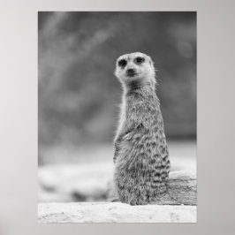 Schwarz/Weiß Meerkat Portrait Wildlife Poster
