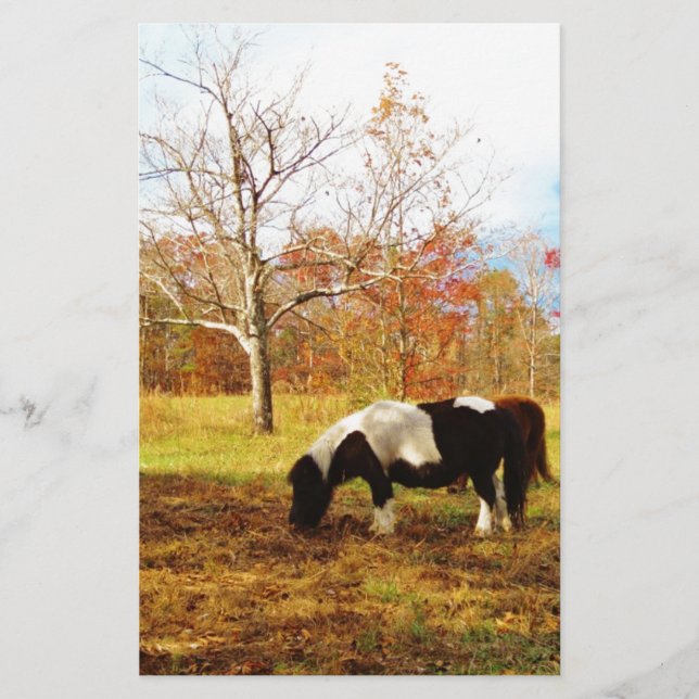 Schwarz-Weiß-Miniaturpony / Pferd Briefpapier (Vorderseite)