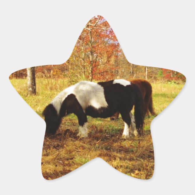 Schwarz-Weiß-Miniaturpony / Pferd Stern-Aufkleber (Vorderseite)
