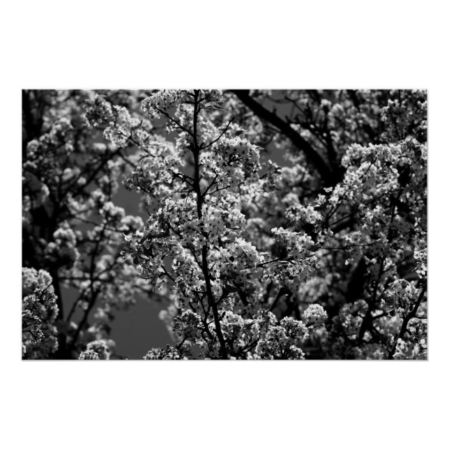 Schwarz-Weiß-Monochrome Blütenbaum Poster (Vorderseite)