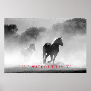 Schwarz Weiß Motivationspferd Lebe Ohne Grenzen Poster