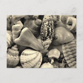 Schwarz-Weiß-Muscheln-Blanche-Postkarte Postkarte