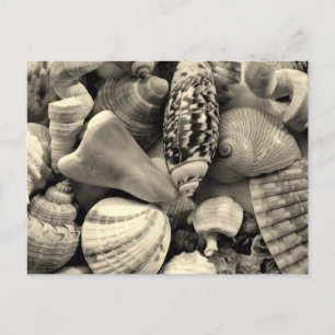 Schwarz-Weiß-Muscheln-Blanche-Postkarte Postkarte