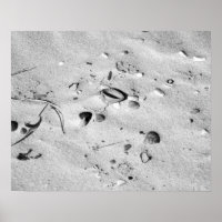 Schwarz-Weiß-Muscheln im Sand 16x20