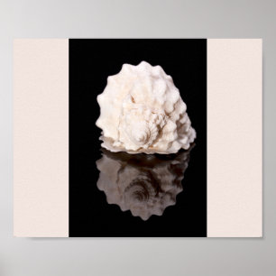 Schwarz-Weiß-Muscheln Tropische Druckkunst Poster