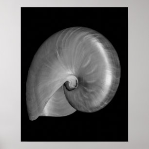 Schwarz-Weiß-Nautilus-Schale Poster
