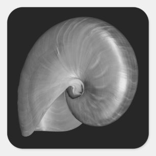 Schwarz-Weiß-Nautilusschale Quadratischer Aufkleber
