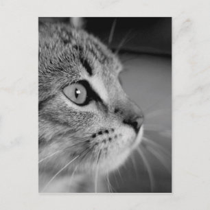 Schwarz-Weiß-Niedliche Katze Postkarte