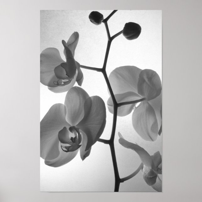 Schwarz-Weiß-Orchideen am Stem Poster (Vorne)